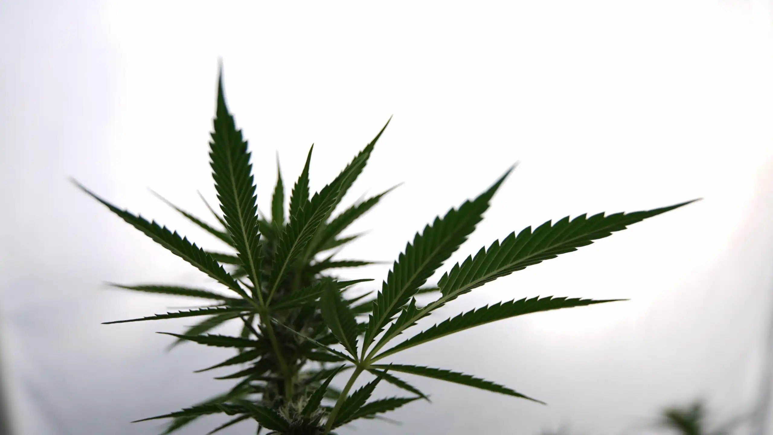 Informe del Congreso Detalla Límites de la Reclasificación de Marihuana Durante la Administración Trump