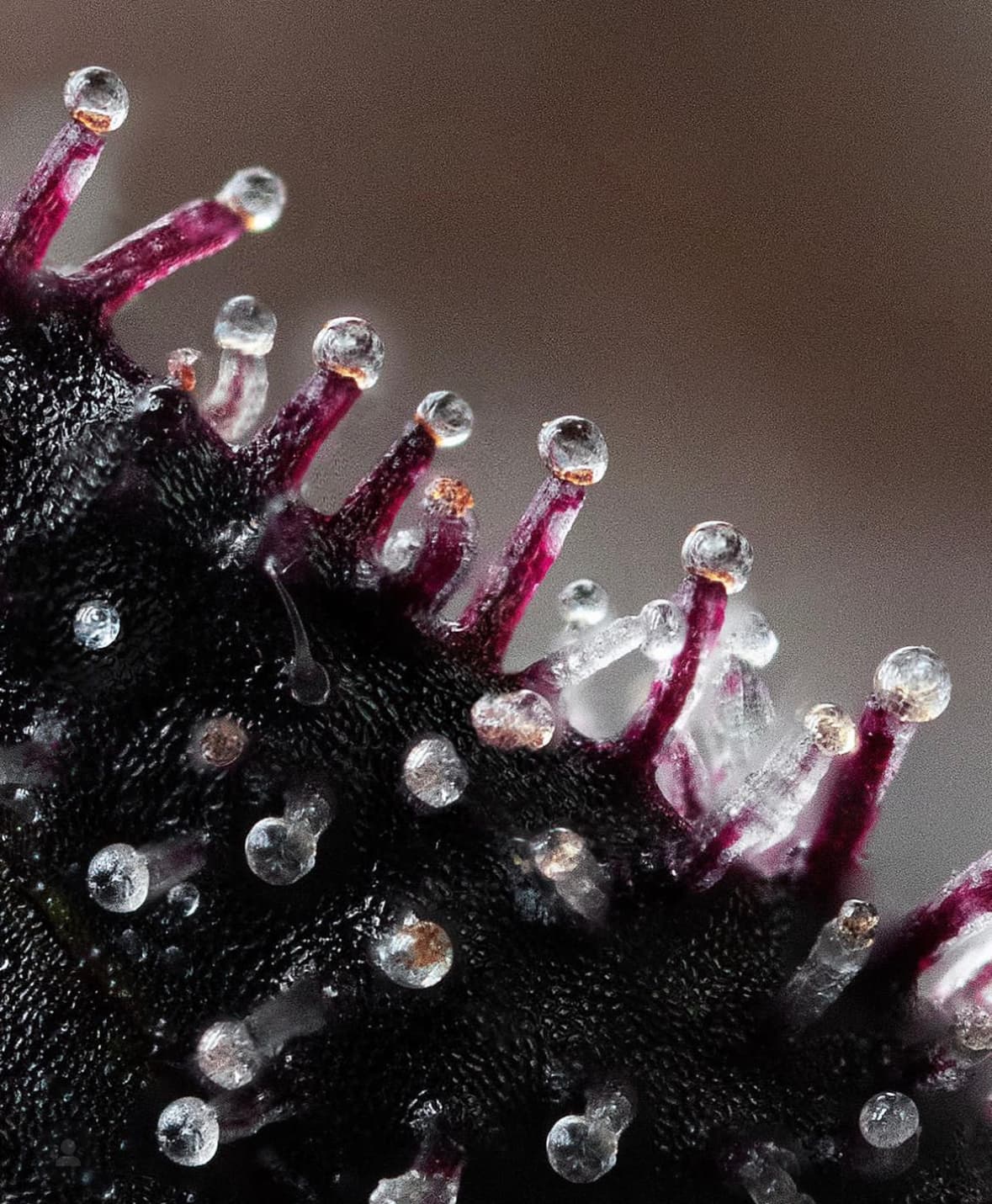 Experts Highlight Key Differences Between Cannabis Terpenes and Artificial Flavors