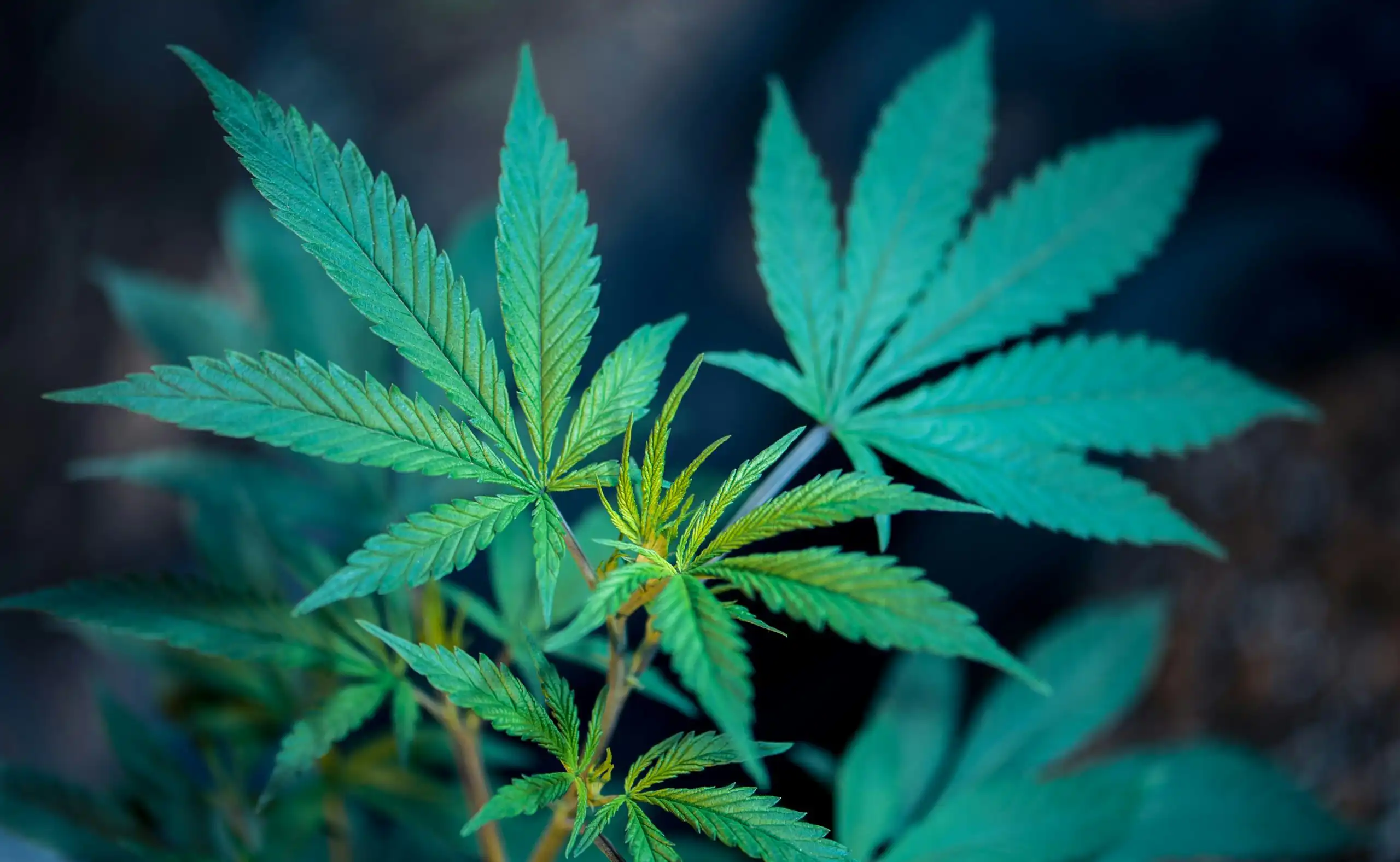 Pennsylvania Senate Committee Advances Cannabis Control Board Bill to Regulate Medical Marijuana and Hemp