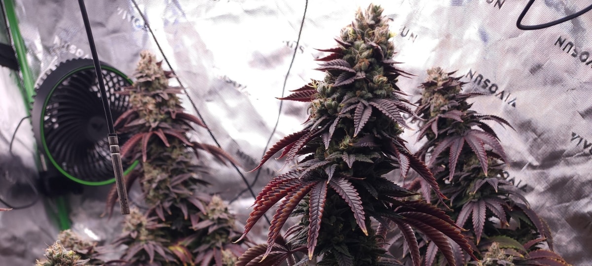 Cultivador de Cincinnati Logra Éxito Notable en Cultivo de Cannabis Tras Dos Años de Aprendizaje
