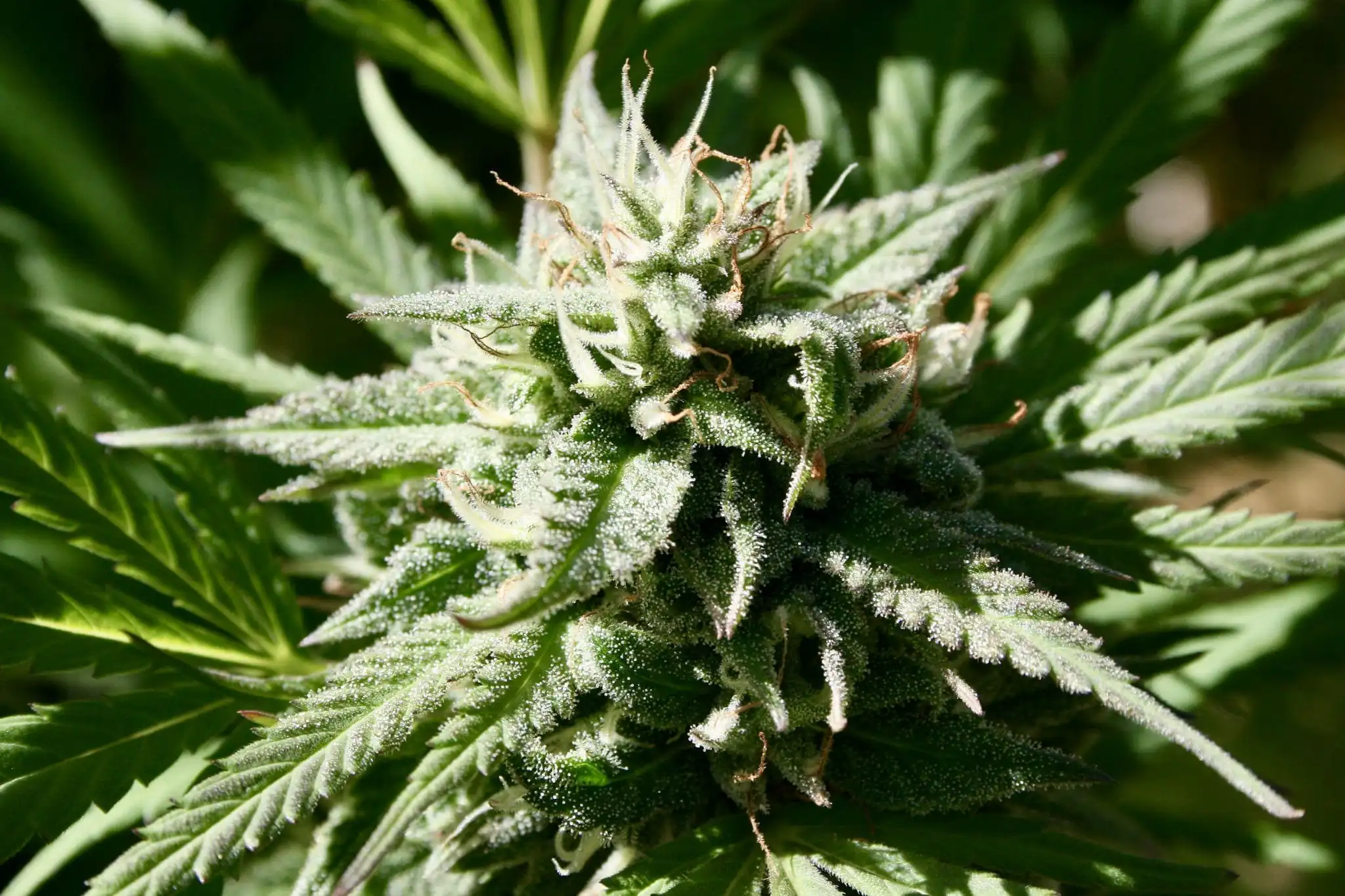 Maine: riparte la battaglia contro la cannabis ricreativa con firme dall’esterno dello Stato