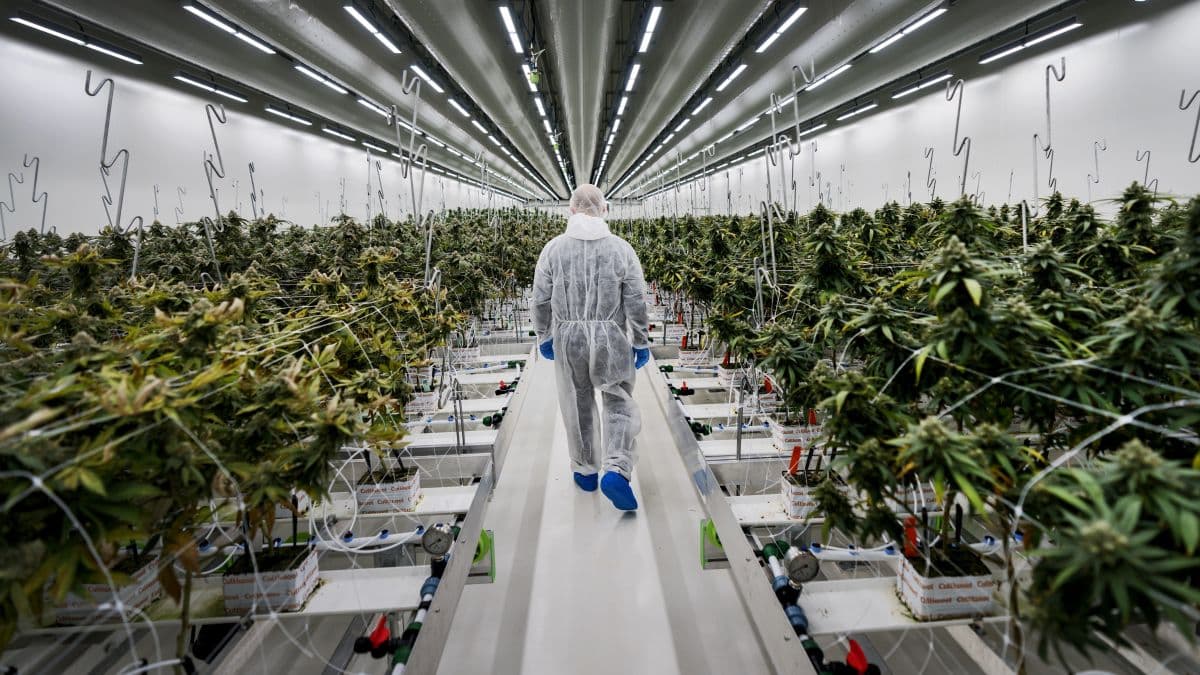 Il gigante del tabacco USA sostiene l'acquisizione del coltivatore olandese di cannabis durante il processo di legalizzazione