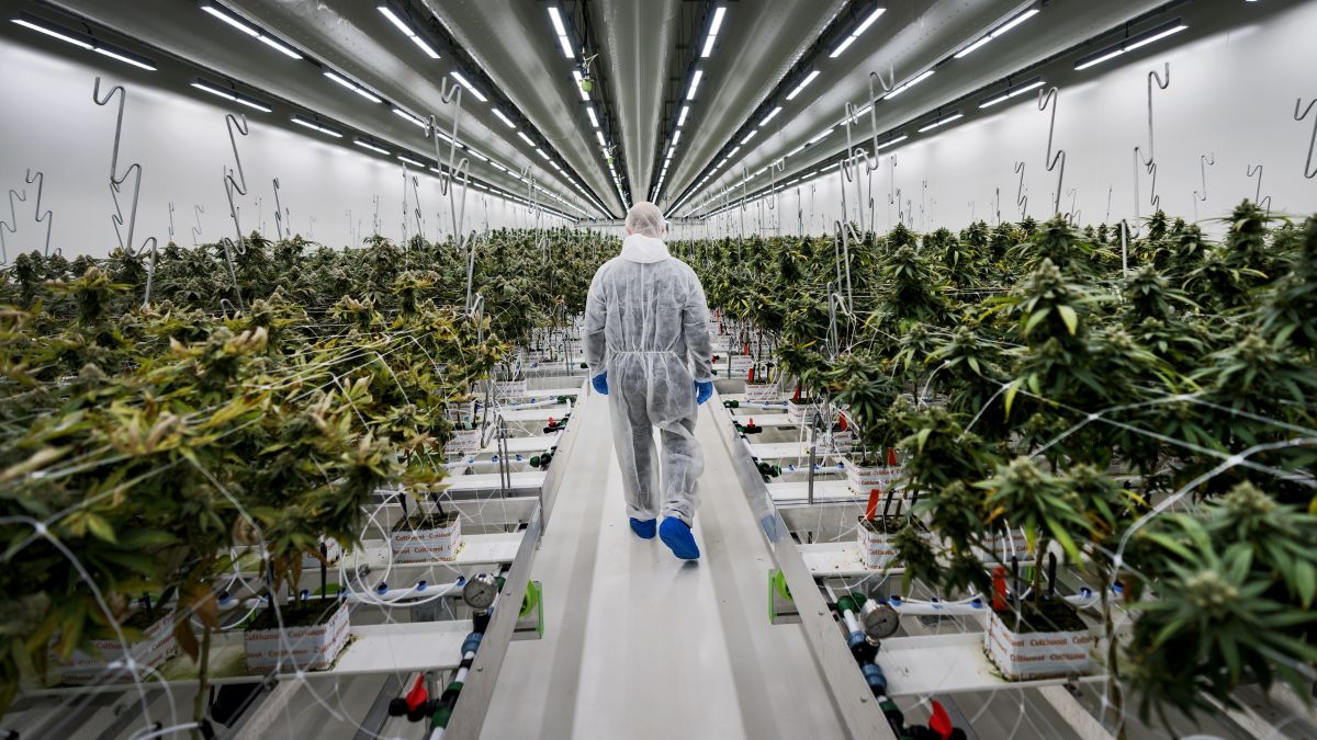 Gigante tabacalero estadounidense respalda adquisición de cultivador de cannabis holandés