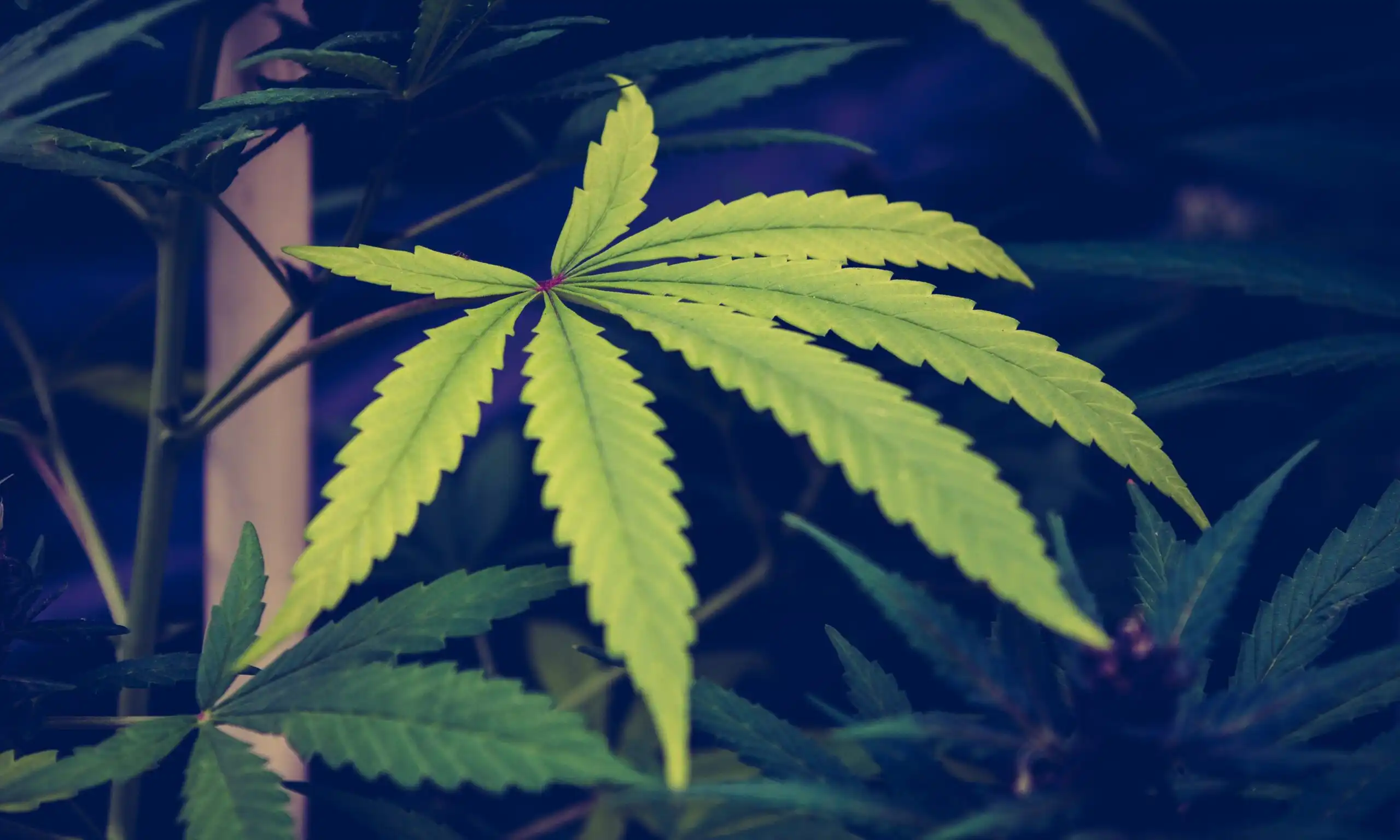 Virginia Lawmakers and Governor Advance Cannabis Sales Legalization Deal in Budget Talks