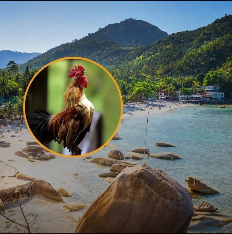 Disputa sul Rumore dei Galli a Mae Nam Attira l'Attenzione Locale
