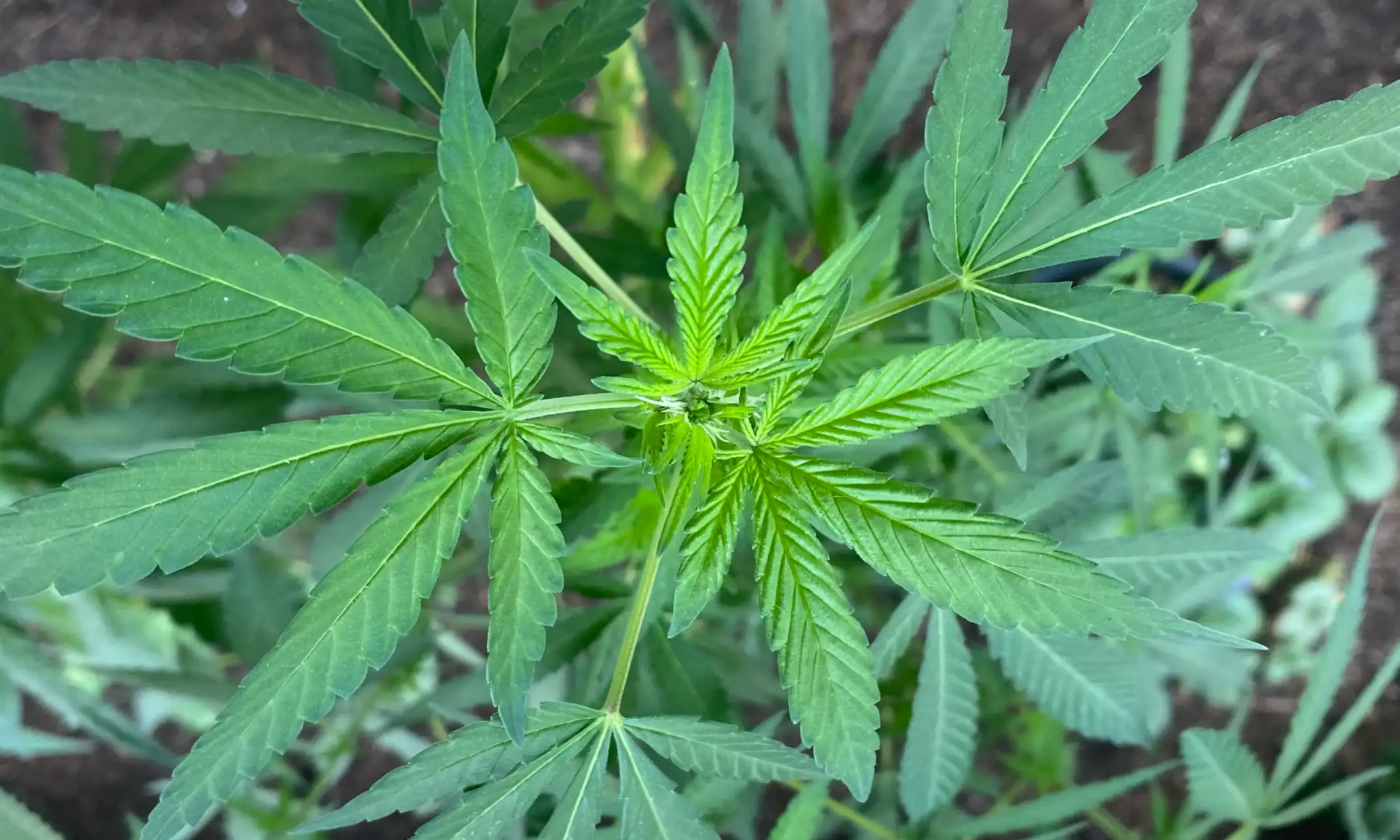 El Senado de Pensilvania rechaza proyecto para crear Junta de Control del Cannabis pero permite reconsideración