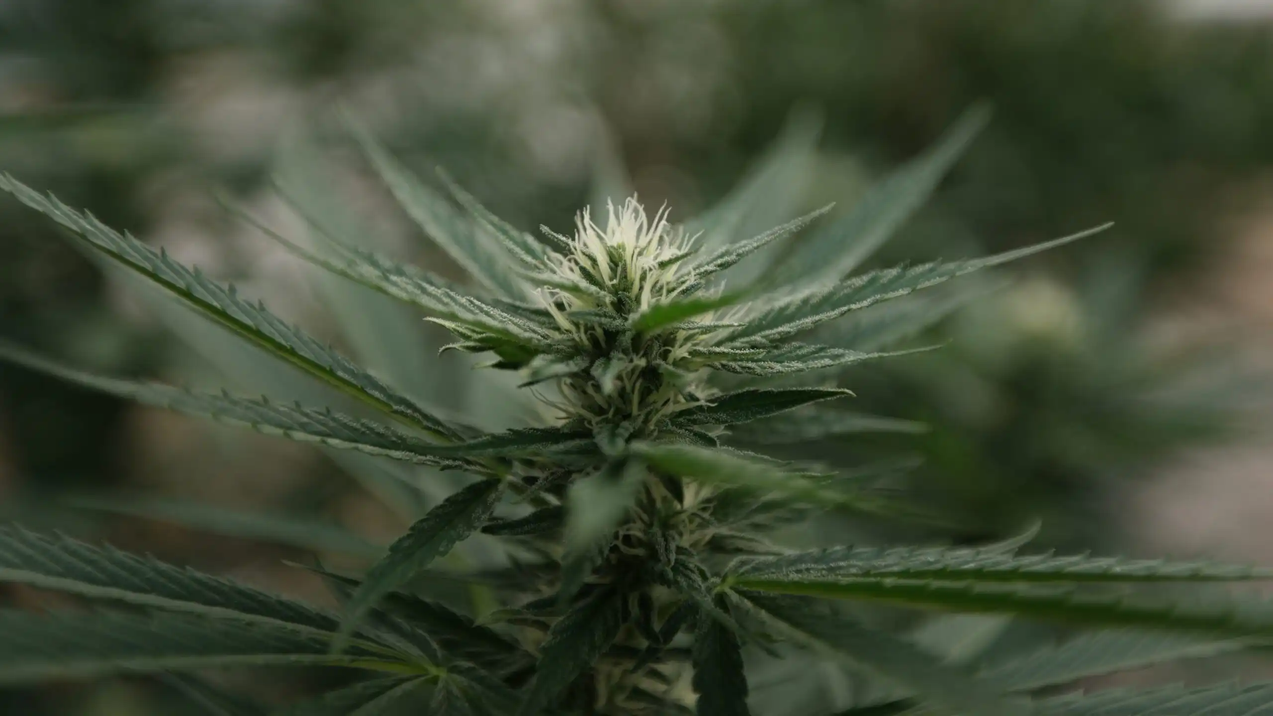 Nebraska avvia la coltivazione legale di cannabis medica ma persistono ostacoli burocratici