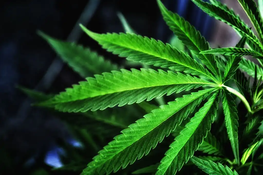 DEA Excludes Cannabis Reform Advocates From Rescheduling Hearing, Drawing Criticism