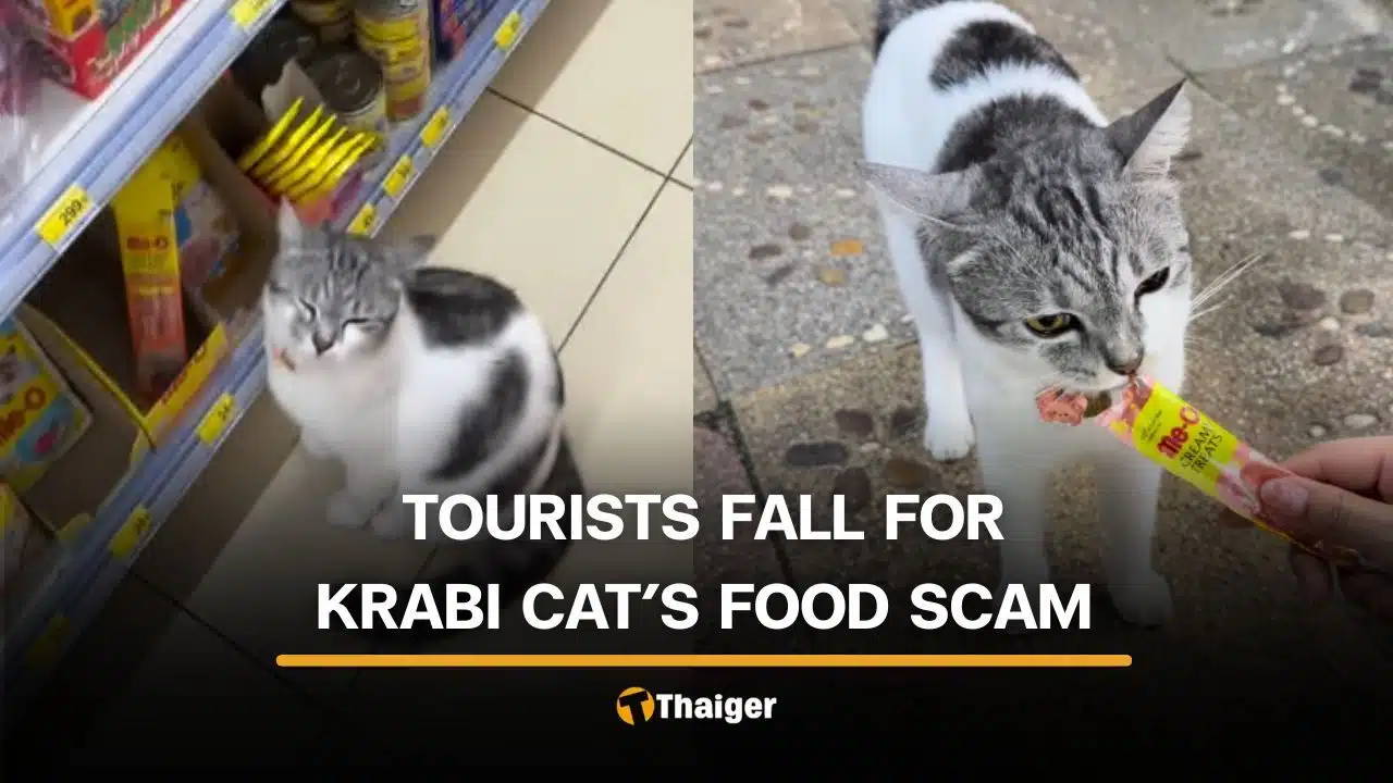 Gato de Krabi guía a turistas a comprar golosinas en tienda local