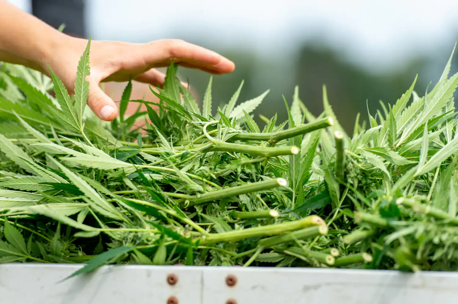 Disputa sulla revisione della classificazione della cannabis negli Stati Uniti scuote il dibattito medico-legale