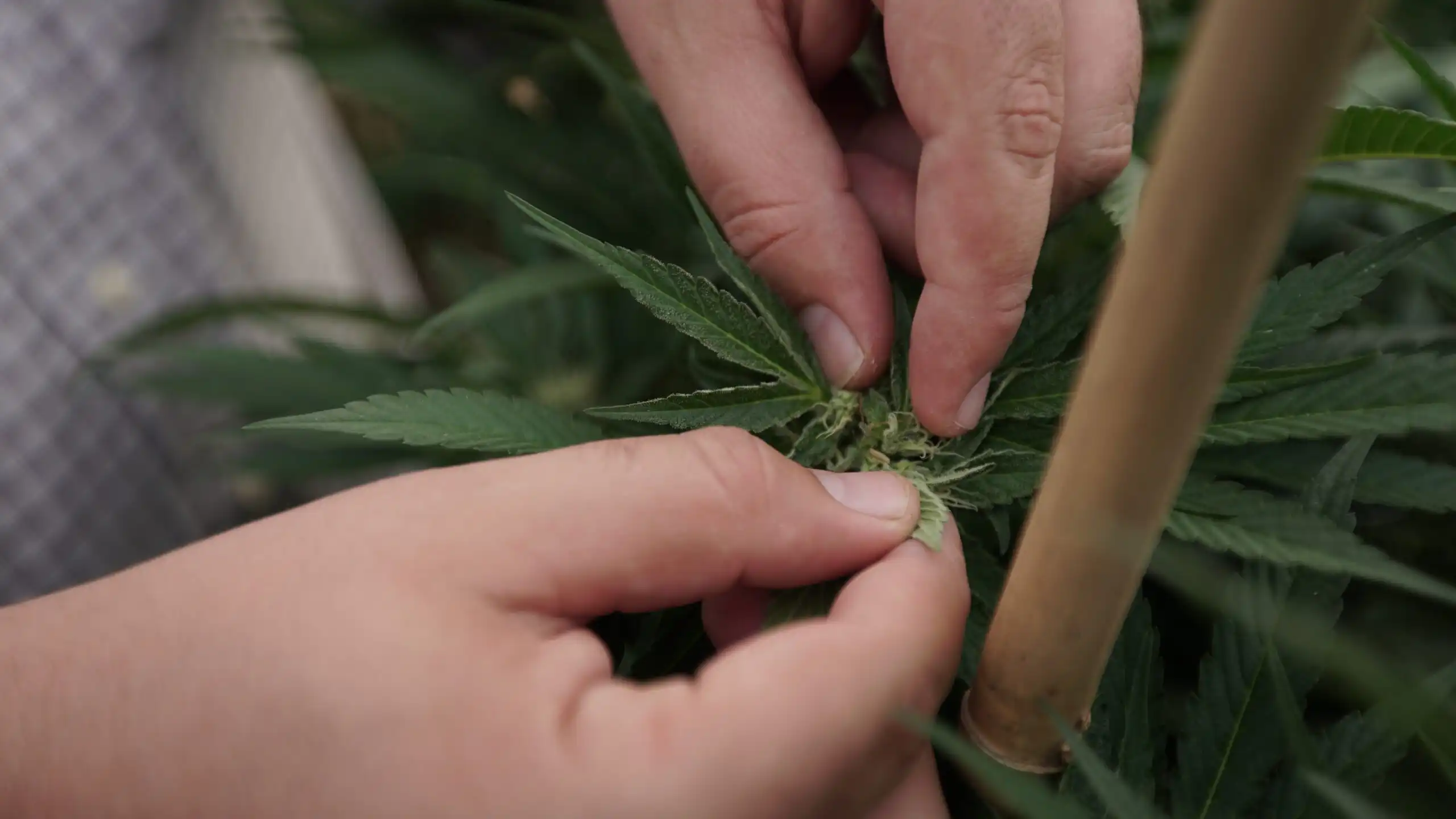Lavoratori della cannabis in Missouri ottengono contratti sindacali per migliorare qualità e condizioni