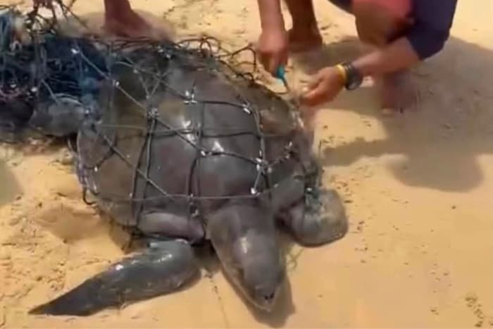 הצלת צב ים Olive Ridley מרשת דיג בחוף קרון