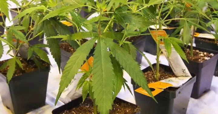 Curaleaf เสนอบรรลุข้อตกลงซื้อ Aurora Cannabis ขยายตลาดกัญชาระดับโลก