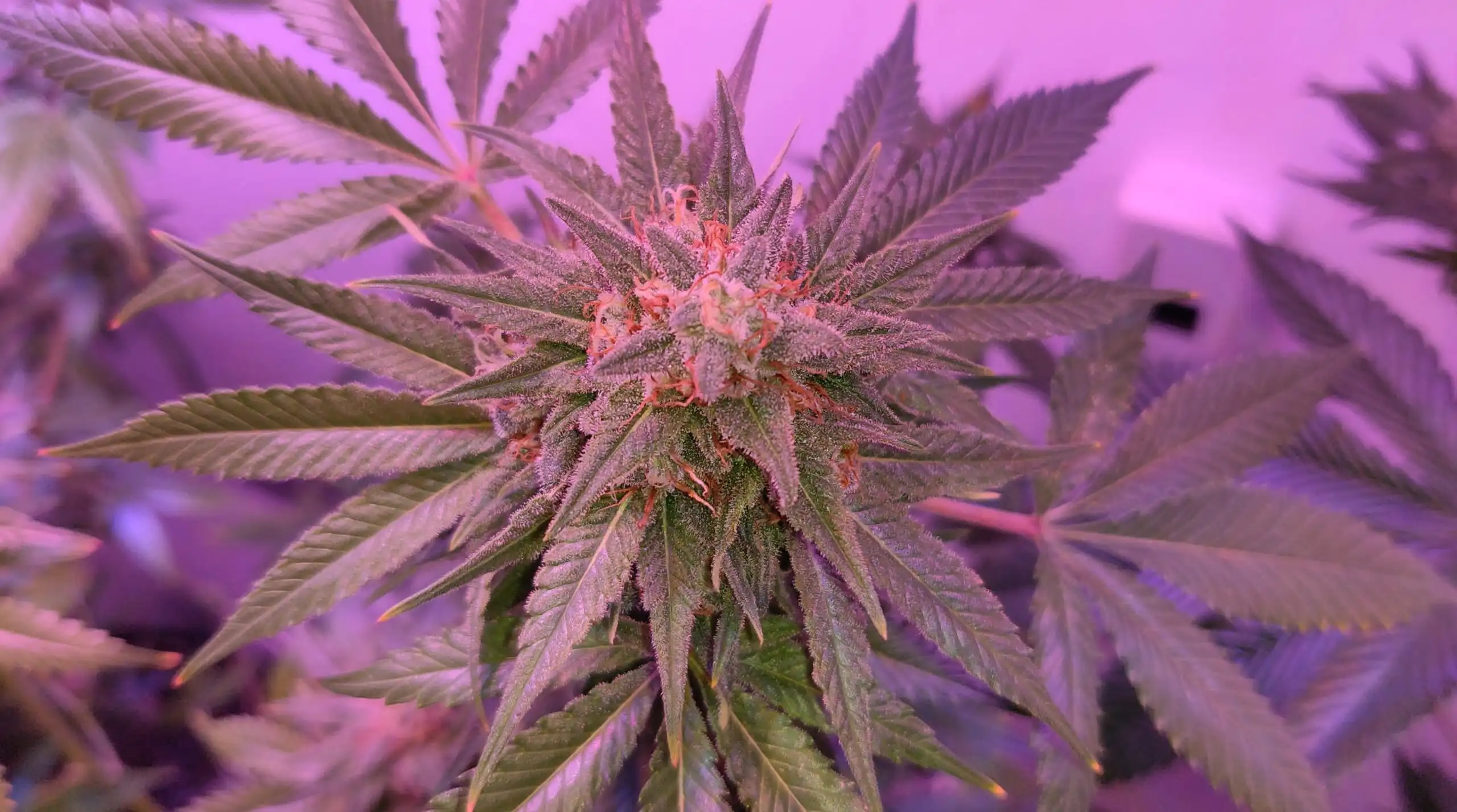 Nebraska revisa regulaciones del cannabis medicinal y propone nuevas tarifas y cambios en el etiquetado