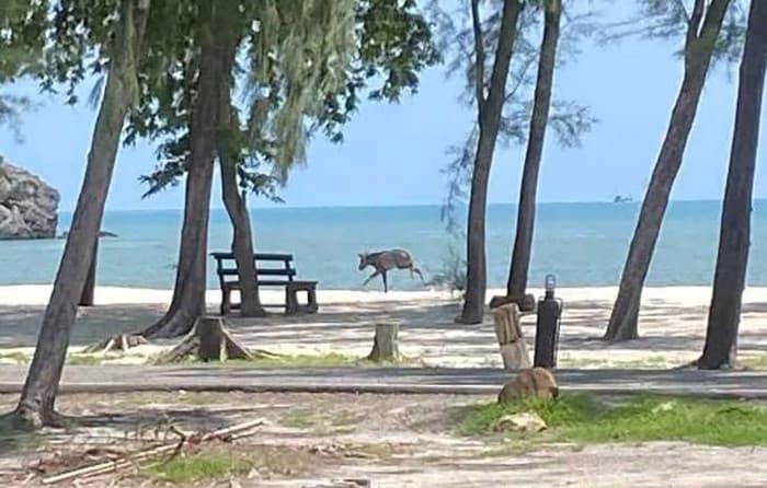 Rare Serow Spotted on Prachuap Beach Signals Thriving Wildlife Habitat